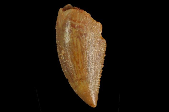 Serrated, Raptor Tooth - Real Dinosaur Tooth #130361